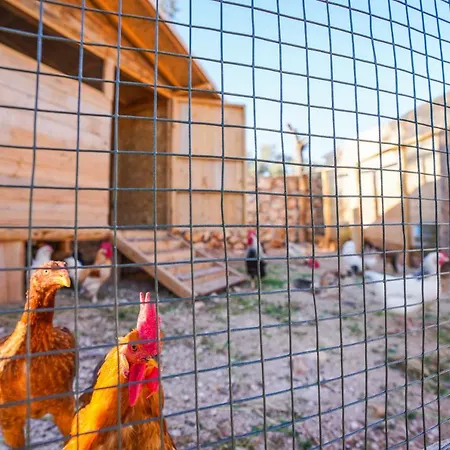 Sedir Tas Evleri Bed & Breakfast *